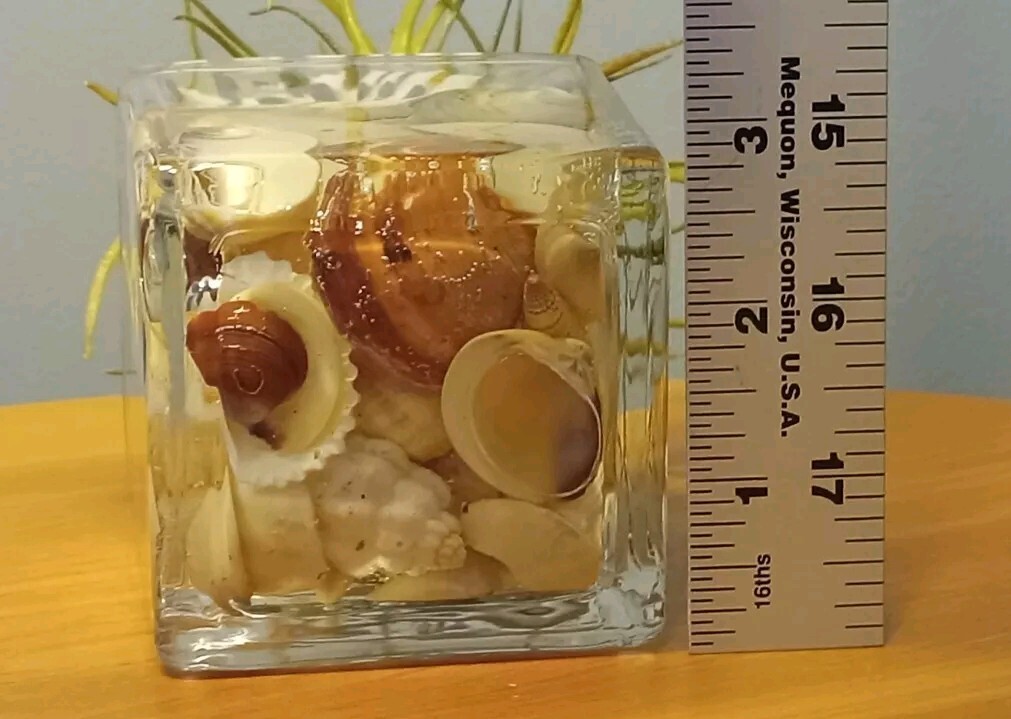 Air Plant Decorative Faux Tilandsia In Murex Shell Glass Container Arrangement