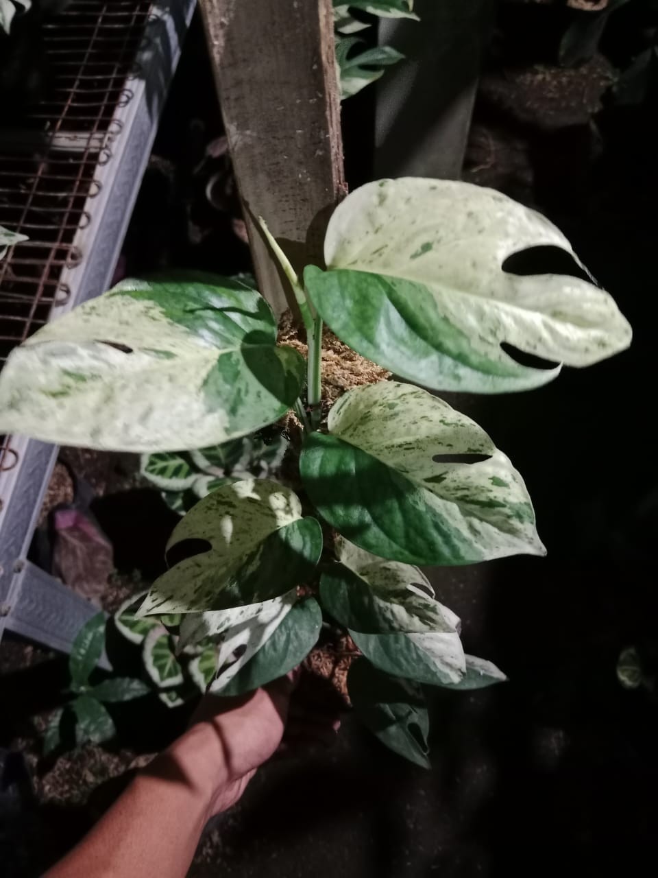 Epipremnum Pinnatum Marble Variegata Rare Variegated Aroid Plant