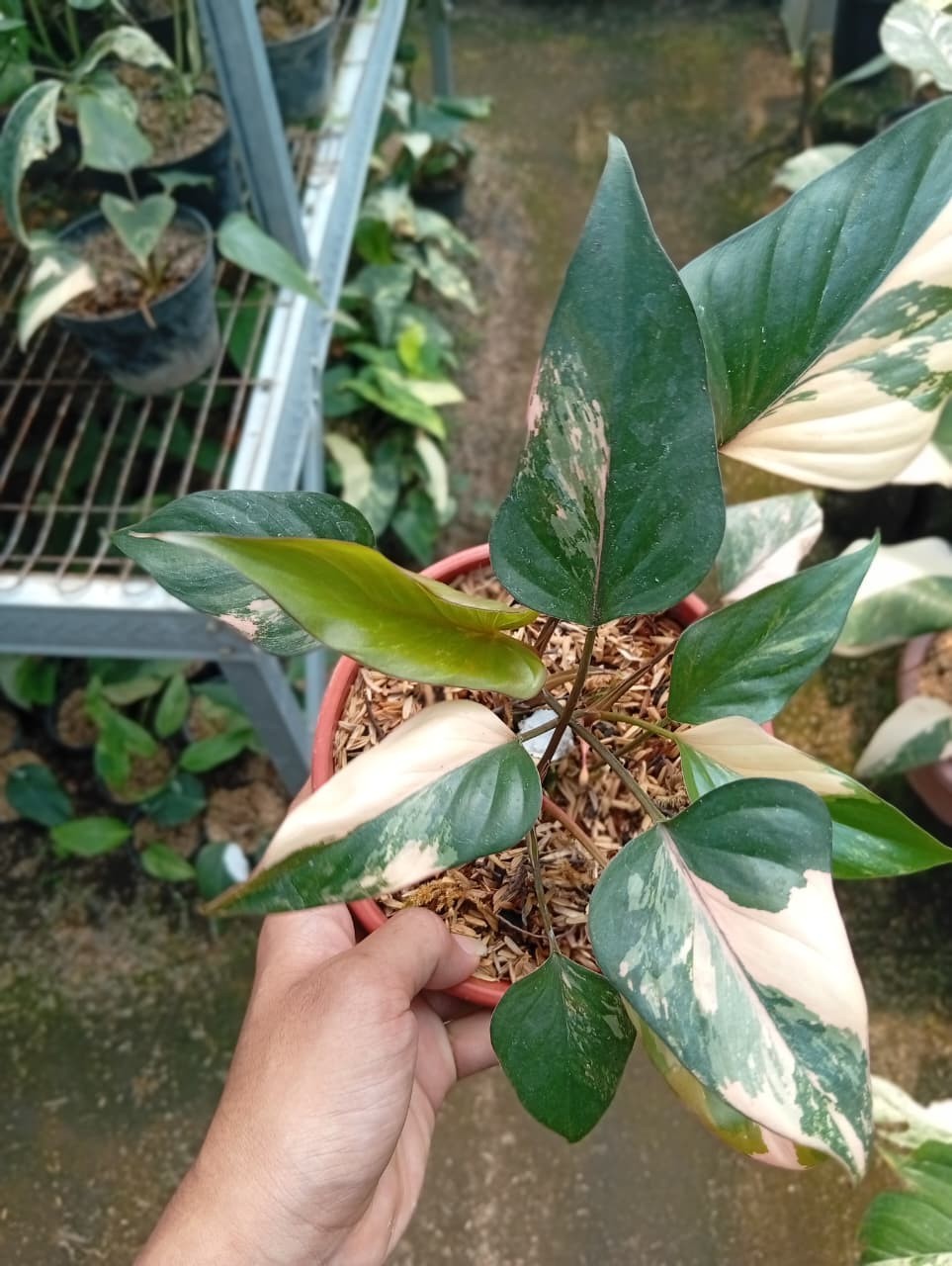 Real Pict Homalomena Pink Diamond Variegated Rare Plant