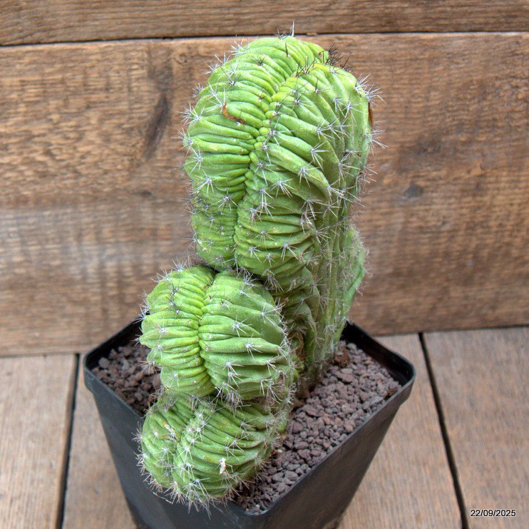 D6546 POLASKIA CHICHIPE CRESTED pot12-H20-W18 cm MaMa Cactus
