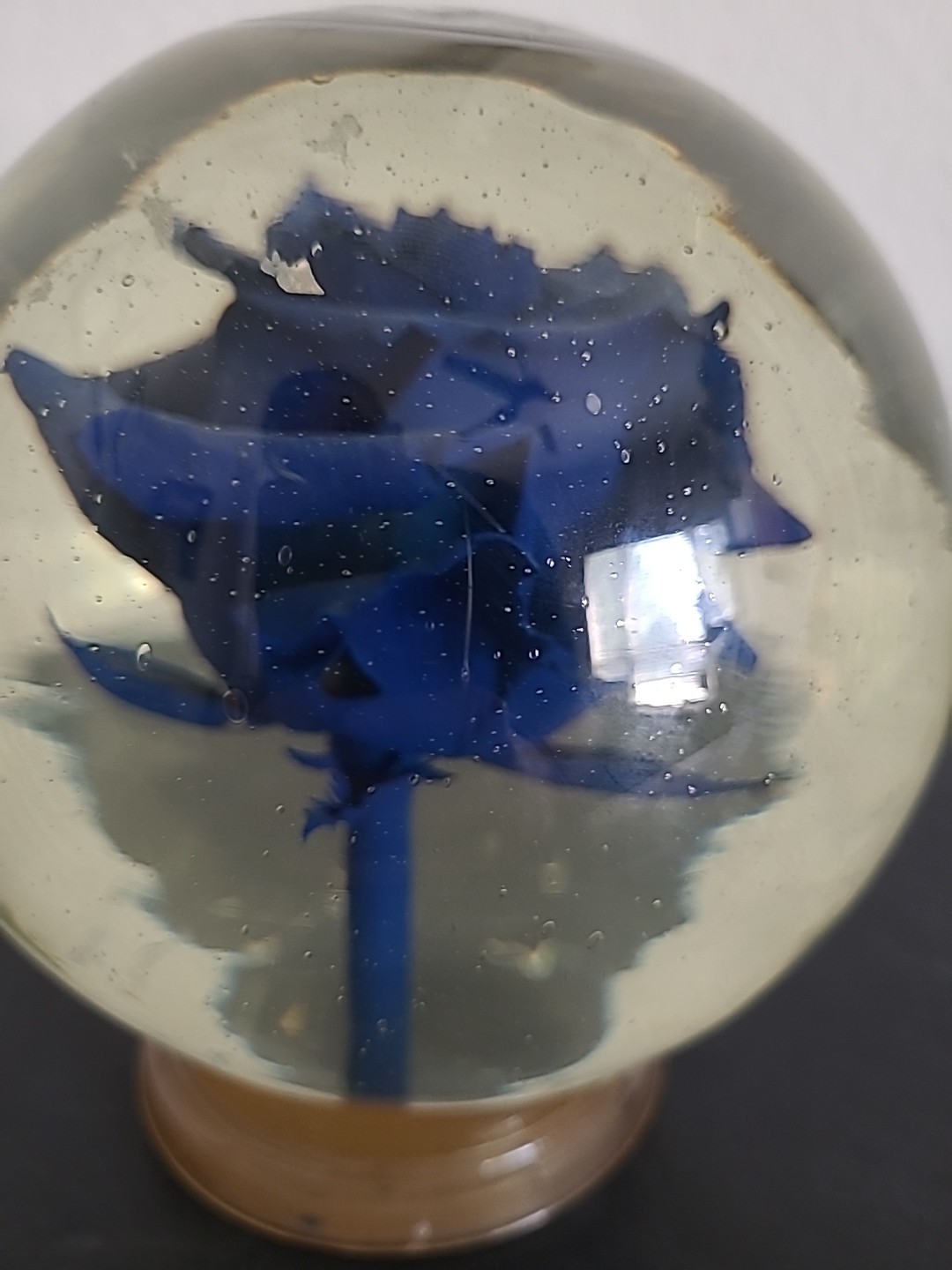Vintage Blue Crimp Rose Pedestal Preserved In Glass and Liquid Real 4LBS
