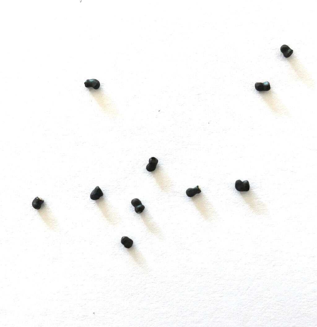 Thelocactus macdowellii SEEDS – Rare Cactus SEEDS