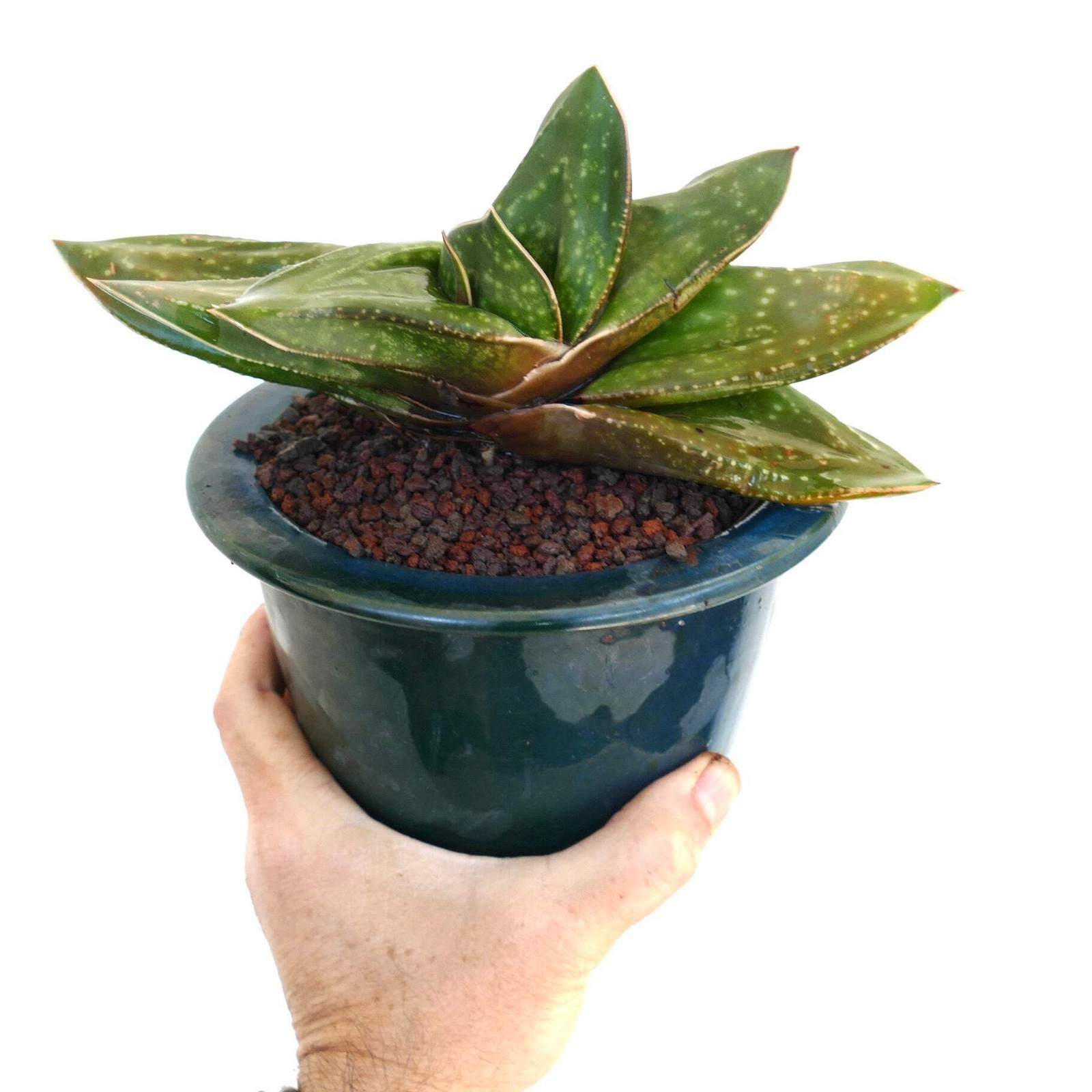 Gasteria armstrongii cv. ‘Cape Canaveral’ – Armstrong’s gasteria | Armstrong gas