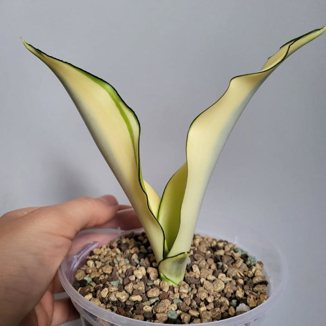Sansevieria ‘Moonshine Splash’ – Rare Silvery Variegated Snake Plant