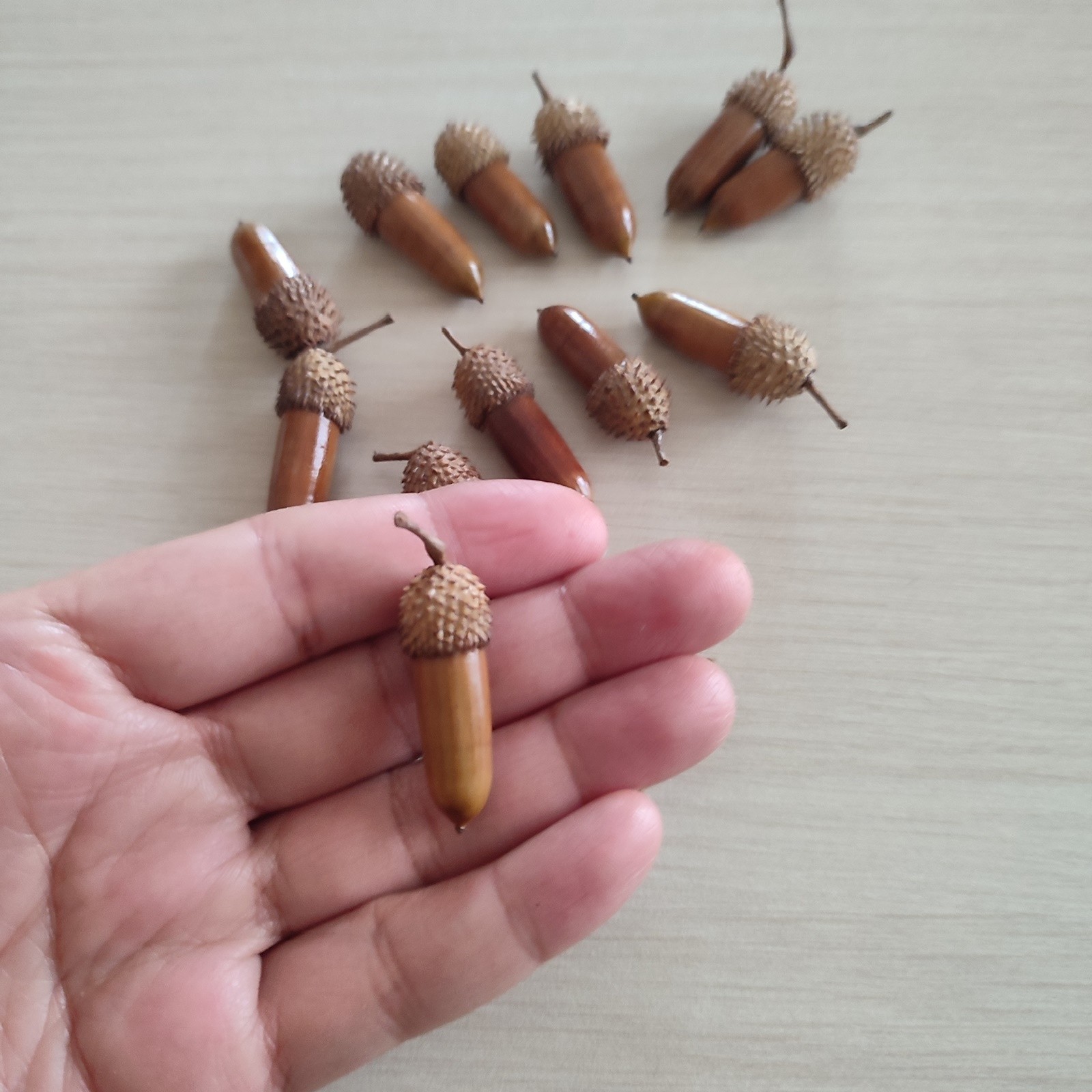 50 Pcs Hand Polished Real Dried Long And Thin Acorns | Natural Baked Acorns