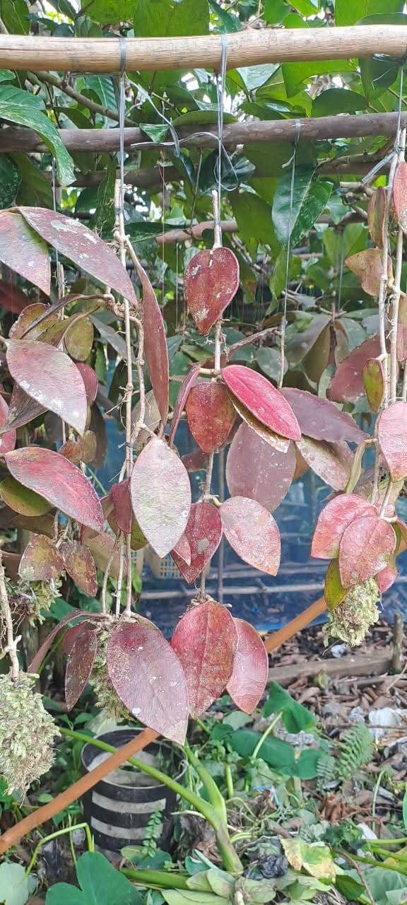 Hoya Benchaii Red Leaves Rare Plant