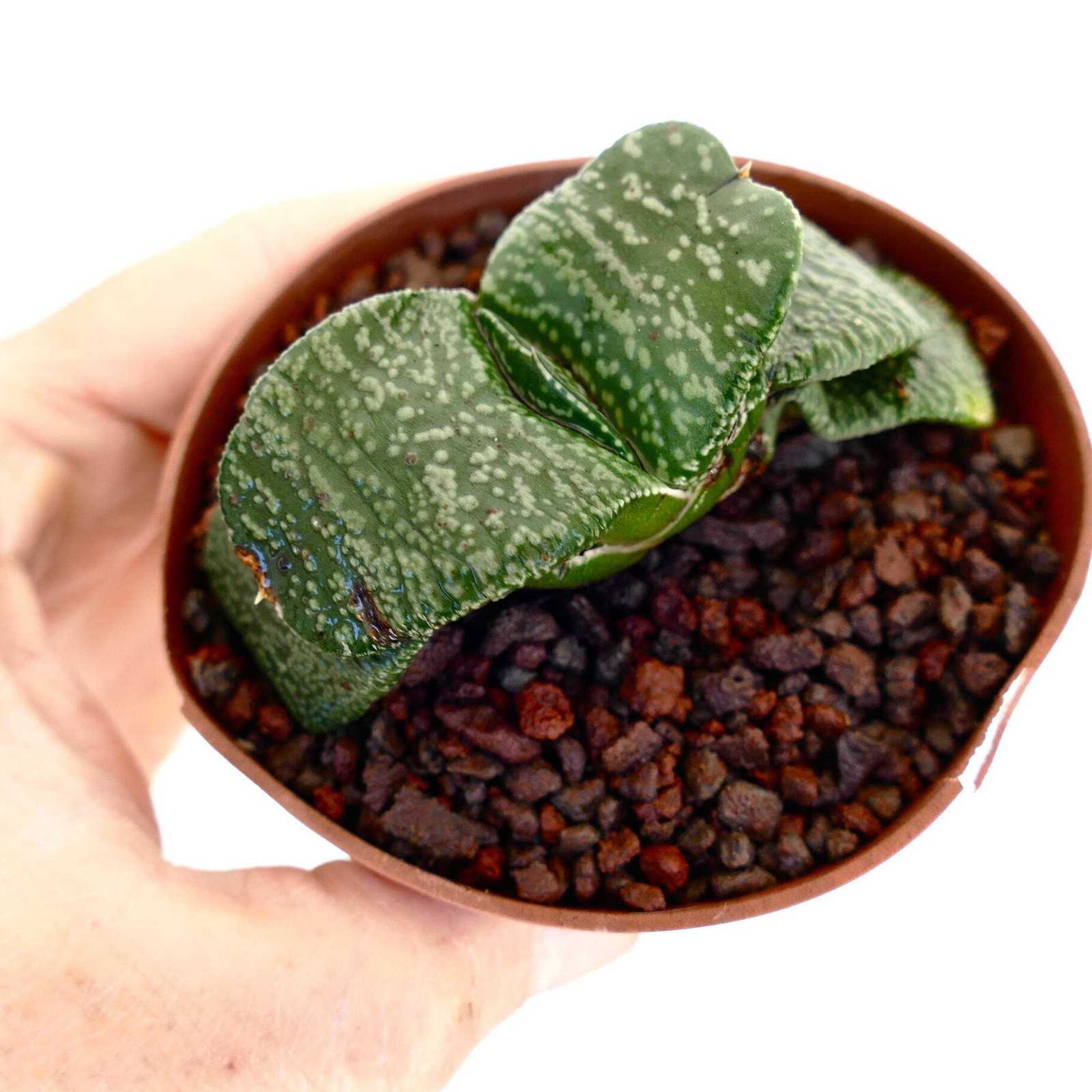 Gasteria armstrongii PEARL (EX CLONE TORRISI SICILY) – Gasteria | Armstrong’s ga