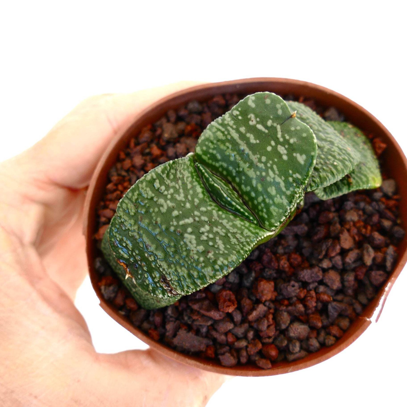 Gasteria armstrongii PEARL (EX CLONE TORRISI SICILY) – Gasteria | Armstrong’s ga