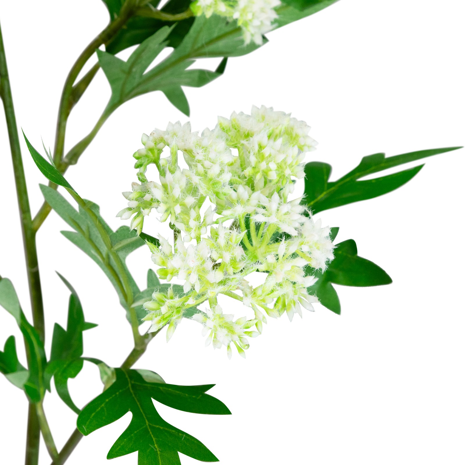 Northlight Finch Laceflower Artificial Floral Sprays- 27″ – White and Green –
