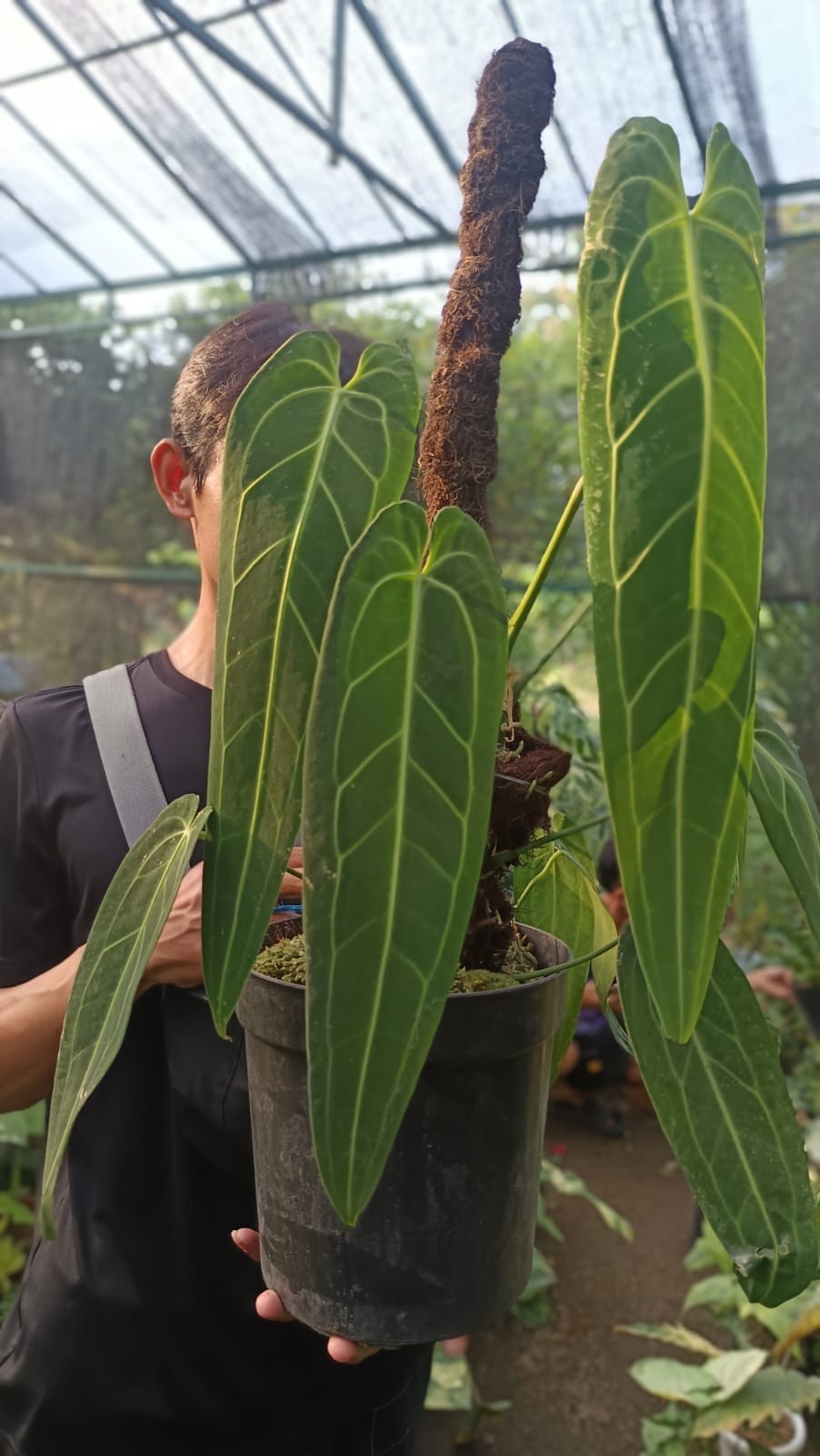 Real Picture Anthurium Warocqueanum Big Size Very Beautiful Leaves