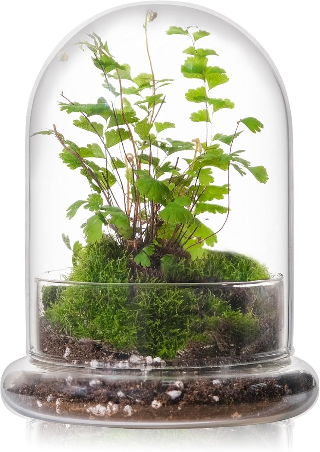 Versatile Glass Terrarium Dome with Base – Ideal for Home and Office Decor