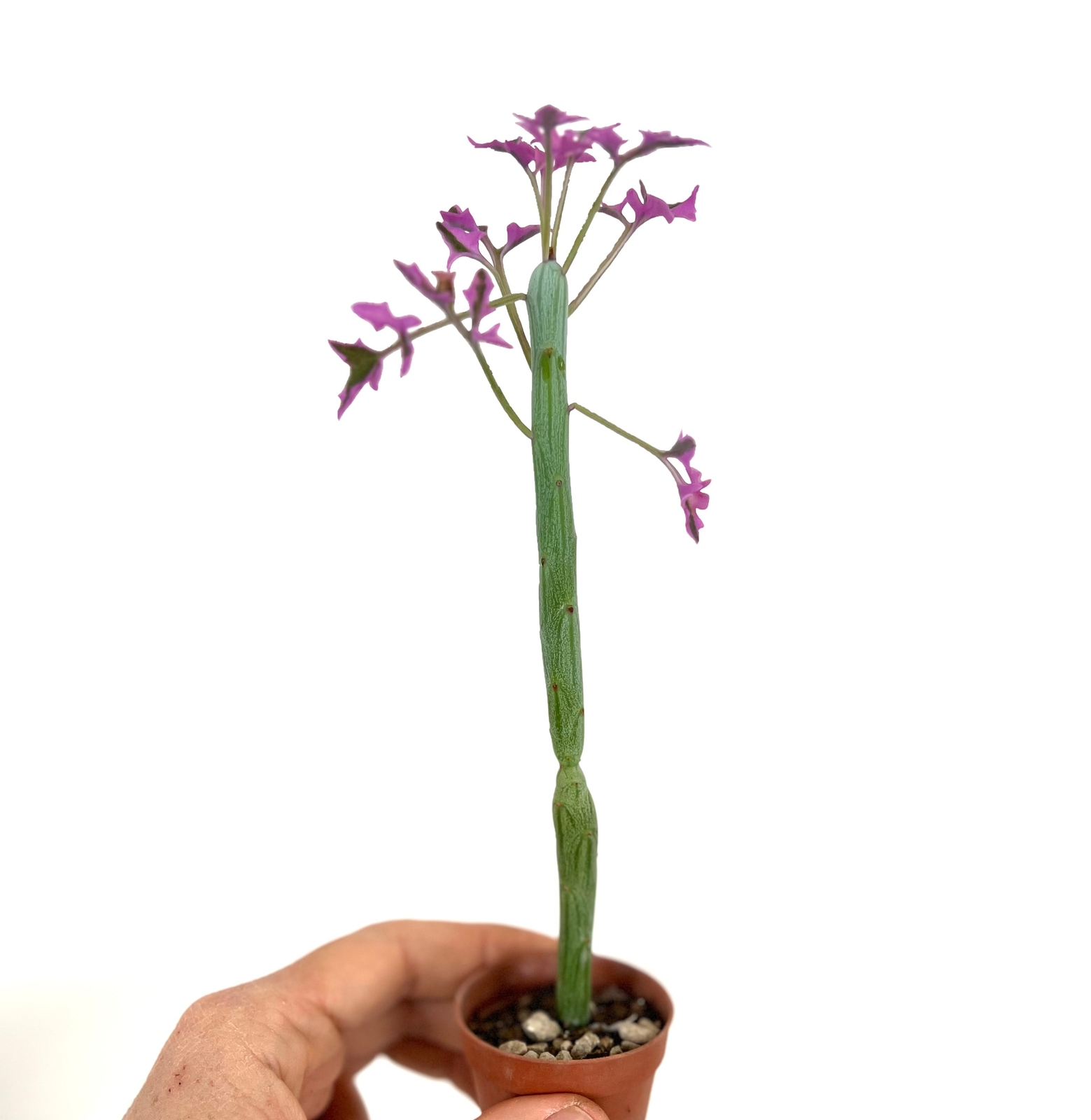 Senecio articulatus VARIEGATED – Candle Plant | Hot Dog Cactus | Jelly Bean Plan