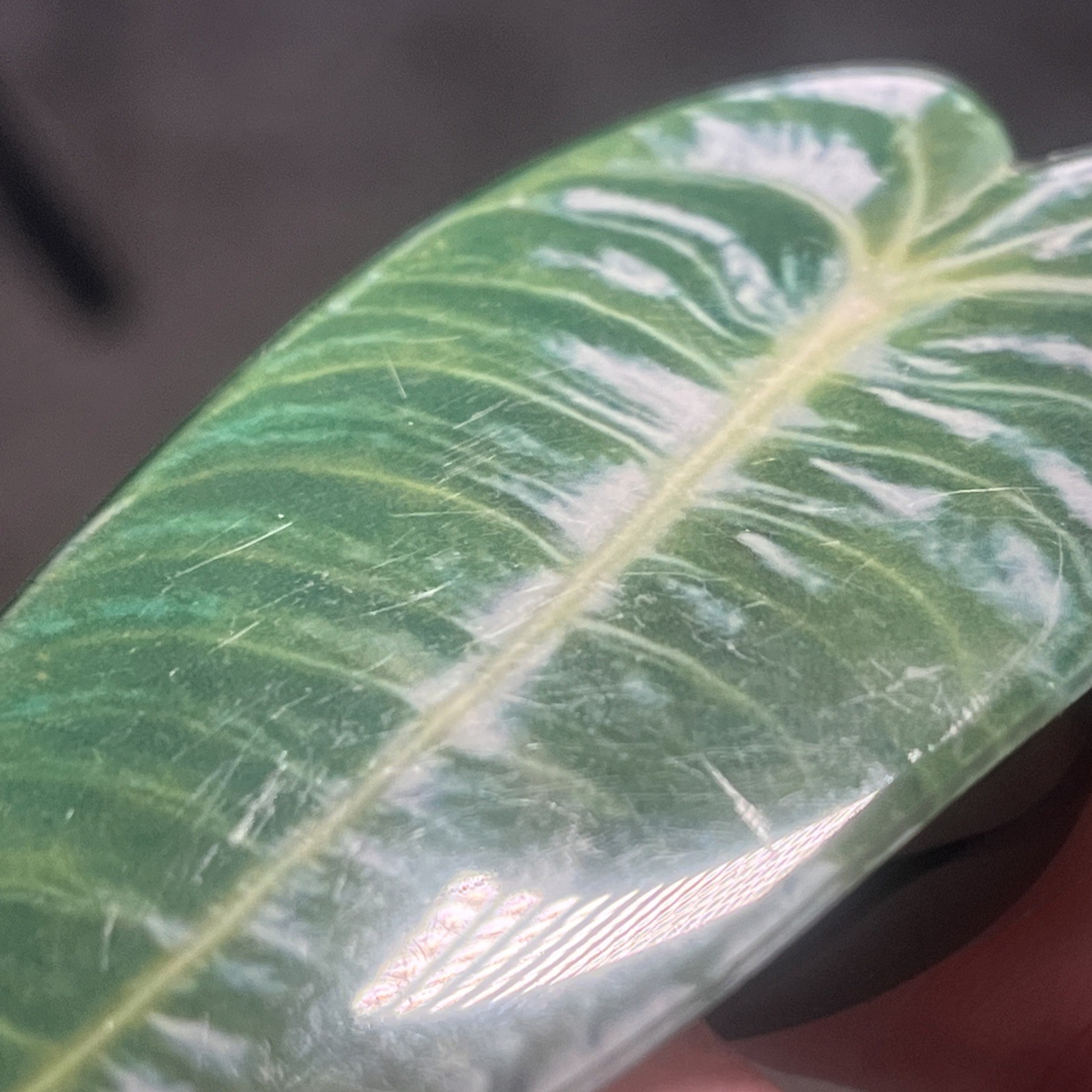 Large 3.75” Glossy Resin Anthurium Veitchii Or King Anthurium Phone Grip Socket