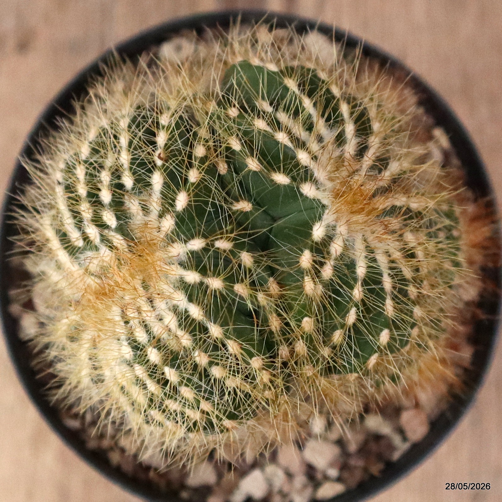 D8131 NOTOCACTUS MAGNIFICUS DICHOTOMIC pot10-H12-W9 cm MaMa Cactus