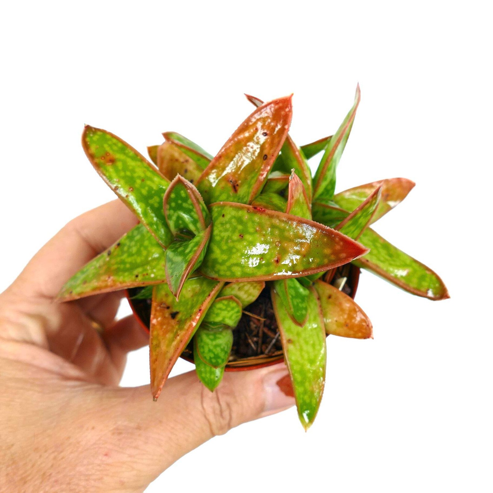 Gasteria cv MUMBA (ex Specks Nursery EXOTICA) 4-10cm | Ox tongue | Lawyer’s tong