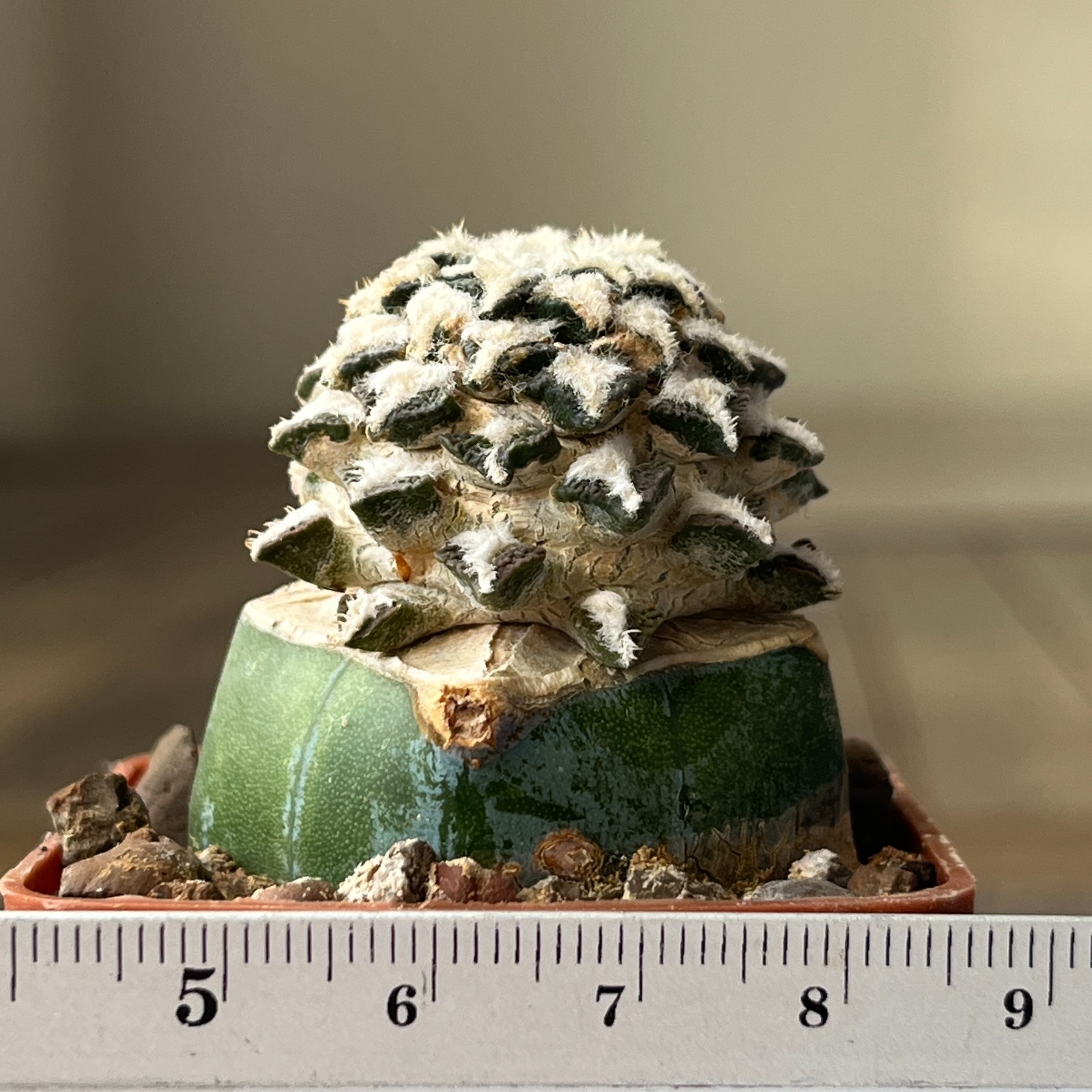 A33-4310 Cactus kotschoubeyanus, VM306, Estancion Marte, Coah, grafted