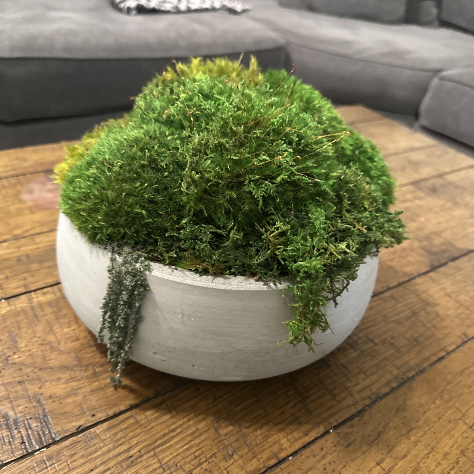 Preserved Moss Green Accent Bowl Table Design Arrangement Interior Garden Decor