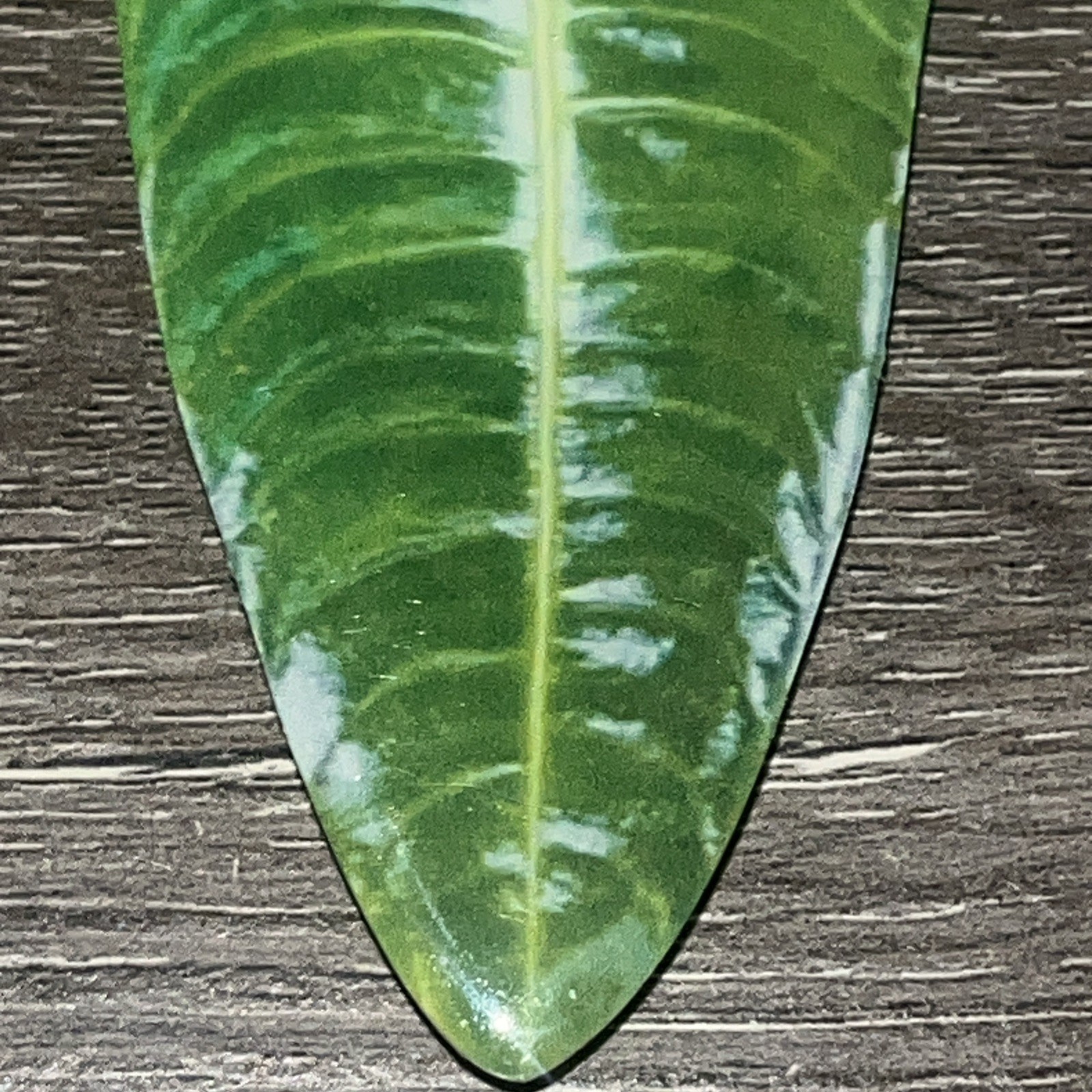 Large 3.75” Glossy Resin Anthurium Veitchii Or King Anthurium Phone Grip Socket