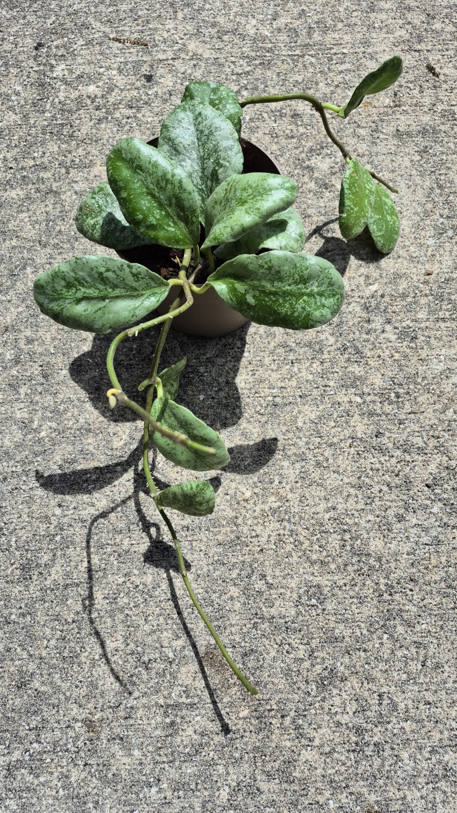 Hoya Waymaniae Cloudy Sky Jungle Plant