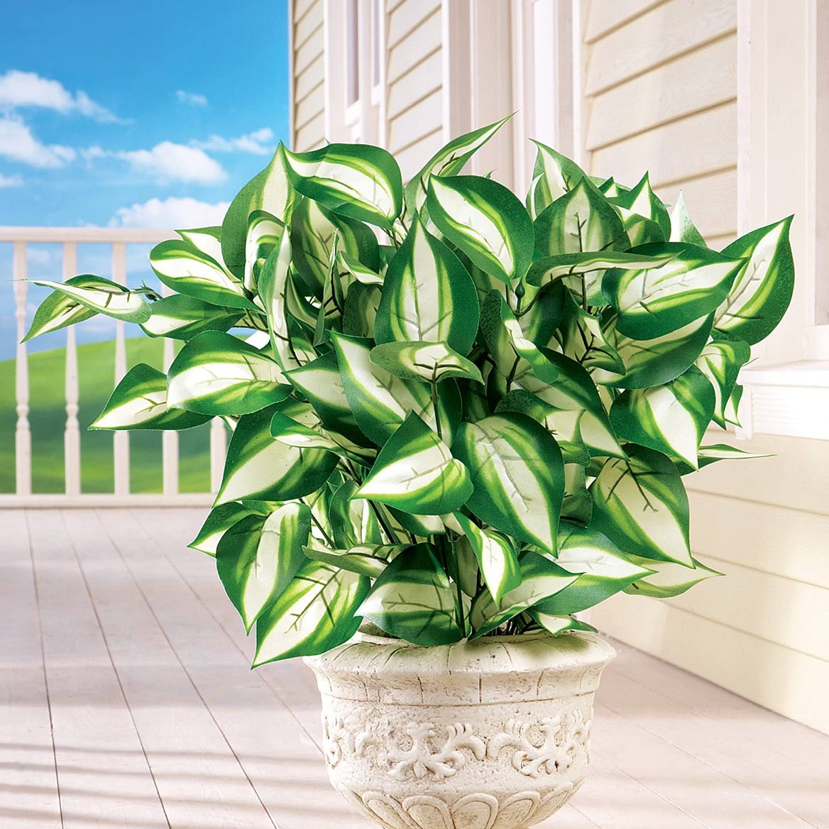 Set of 3 Hosta Bushes