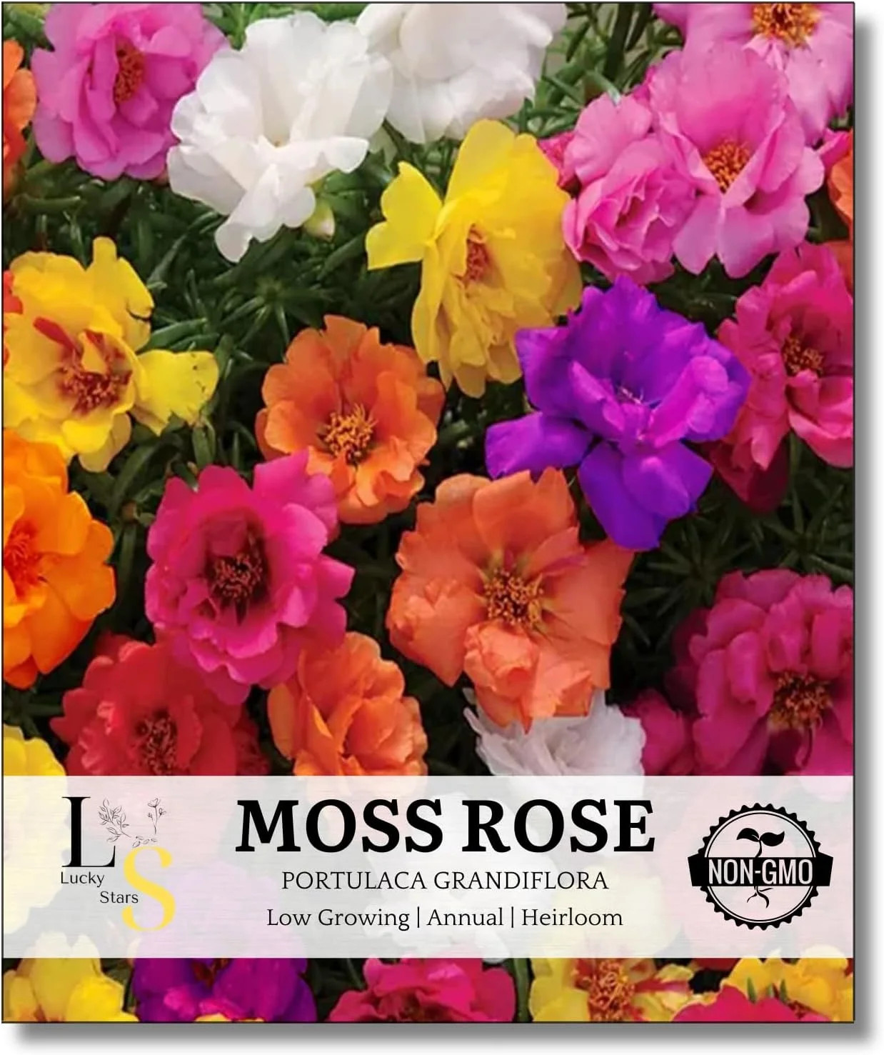 10000 Mixed Moss Rose Seeds – HOA Mười Giờ – AKA. Portulaca Grandiflora Mix, Mos