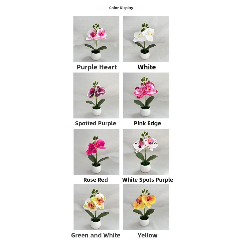 Phalaenopsis Orchid Potted Plant 11x11x18cm Plastic for For MINI Indoor Display