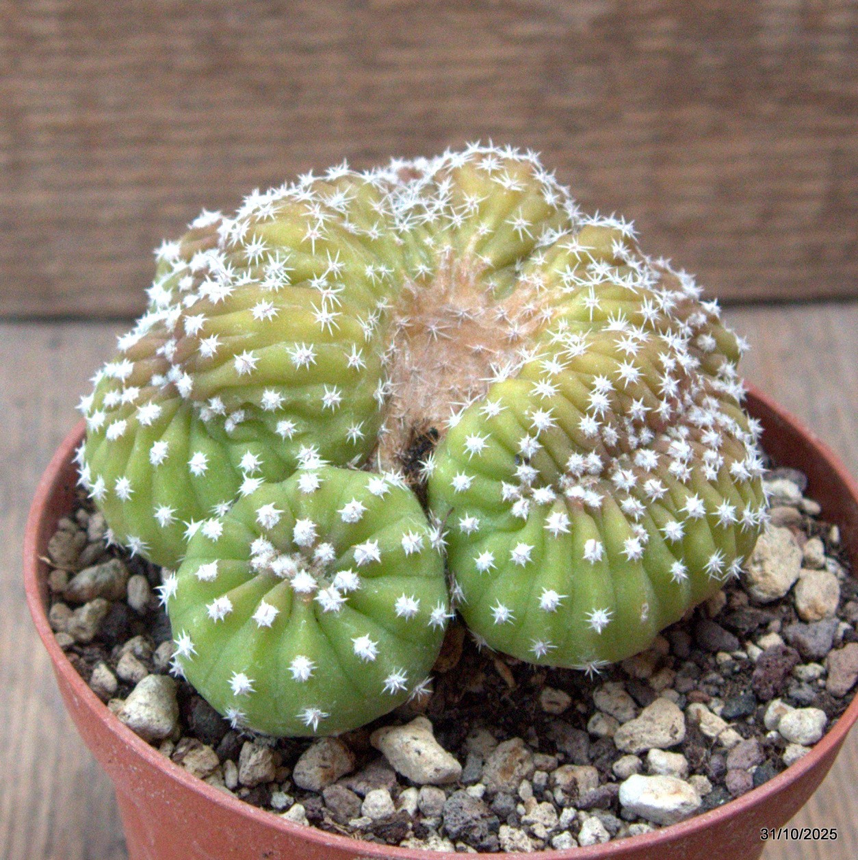 D7271 ECHINOPSIS OXYGONA CRESTED pot10-H6-W8 cm MaMa Cactus