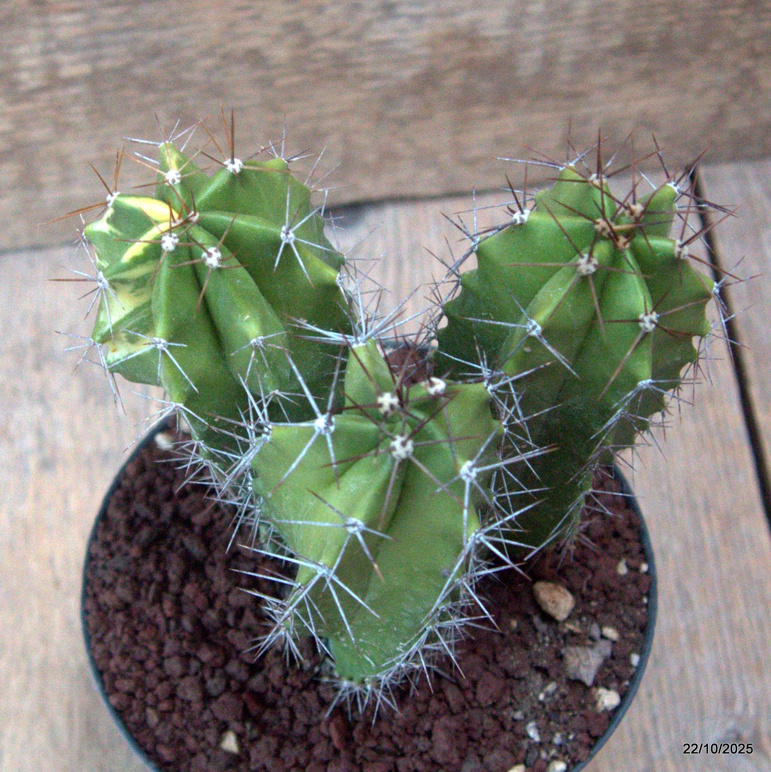 D7095 POLASKIA CHENDE VARIEGATED pot12-H14-W11 cm MaMa Cactus