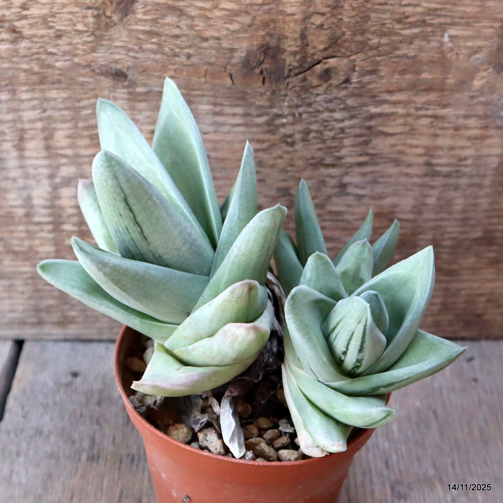 D7374 GASTERIA GREEN ICE pot10-H13-W15 cm MaMa Cactus