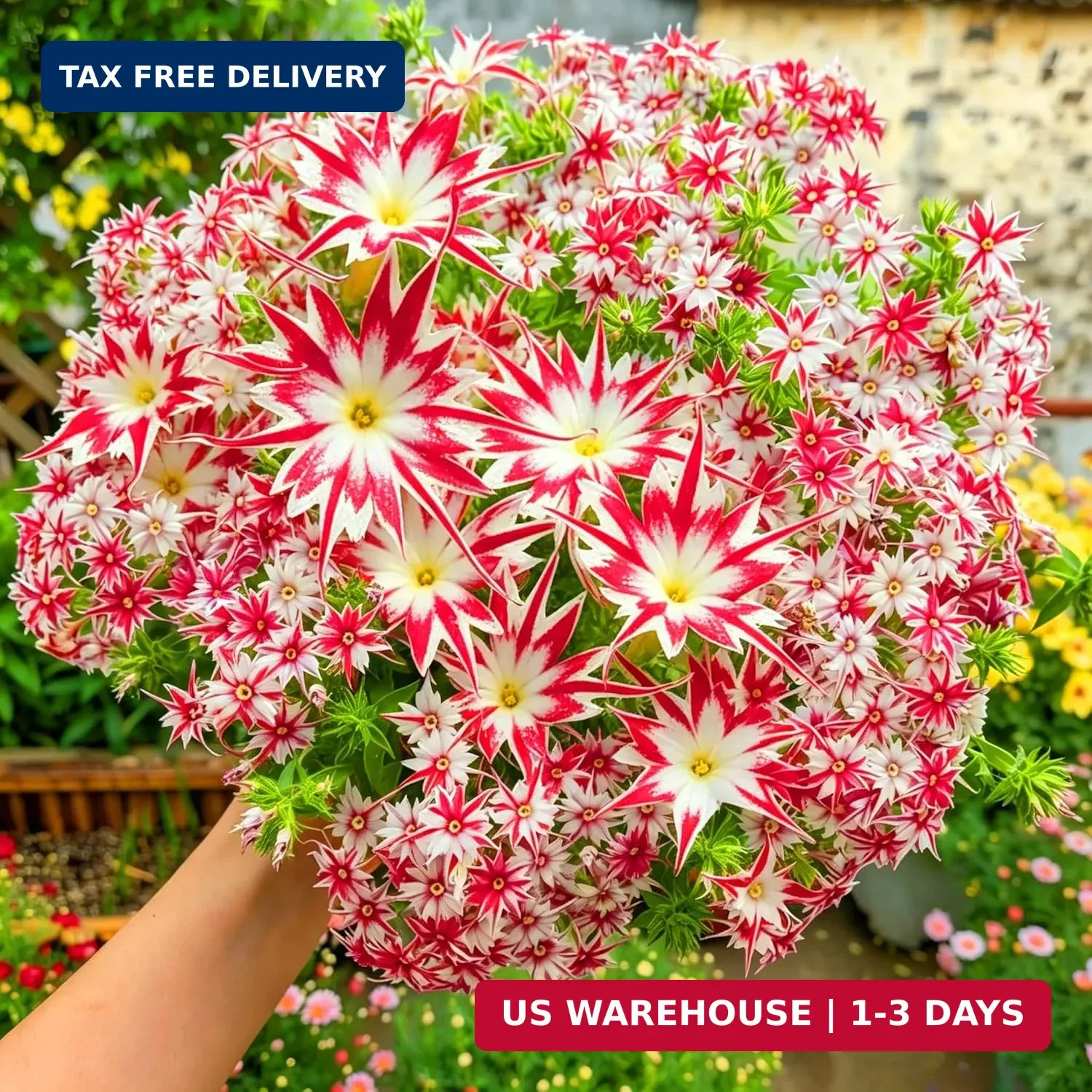 Dwarf Creeping Phlox Seeds for Planting, 1008+pcs Perennial Creeping Sky Phlox F