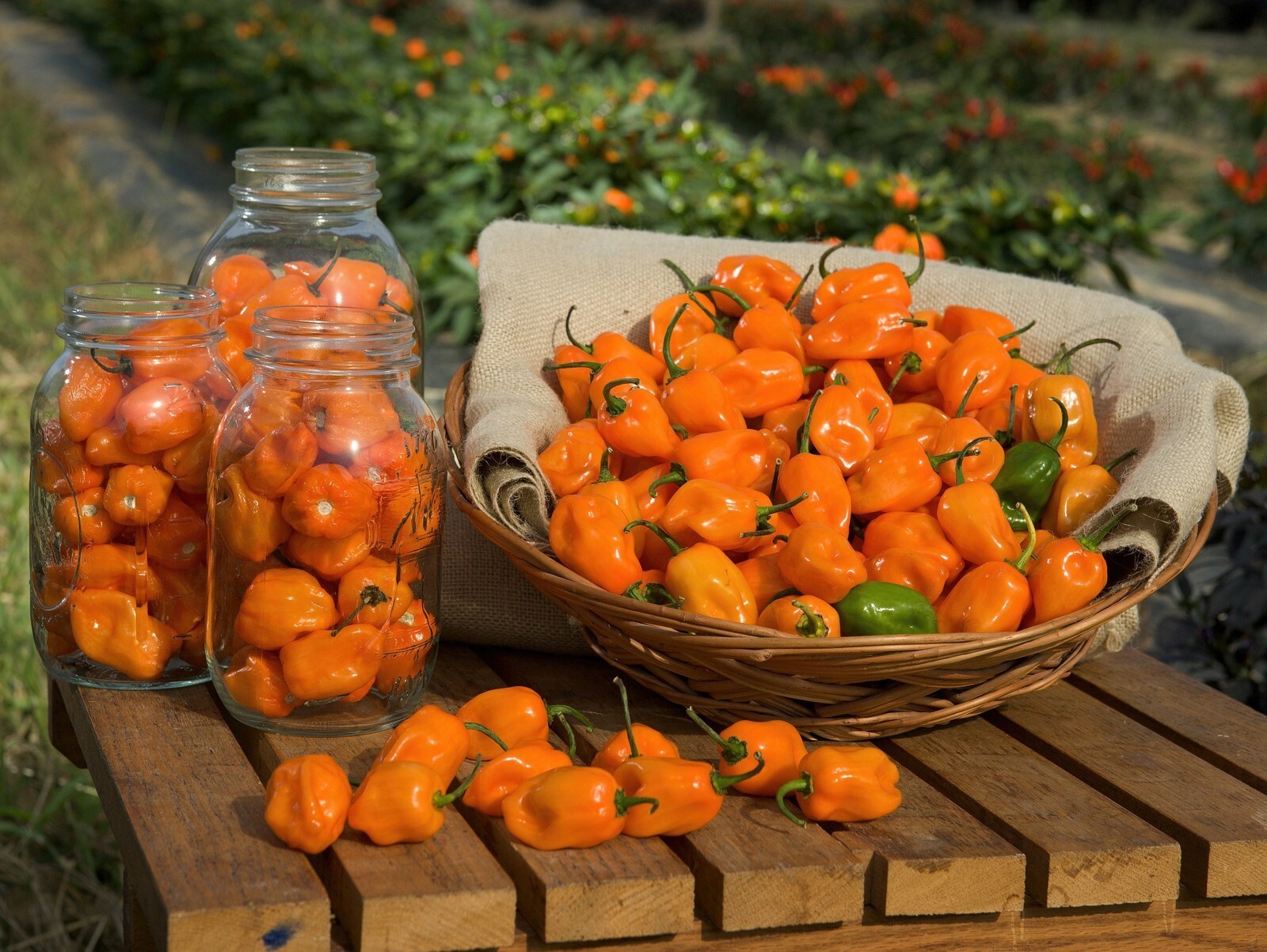 30 Habanero Orange Devil Seed Chili 100% Guaranteed