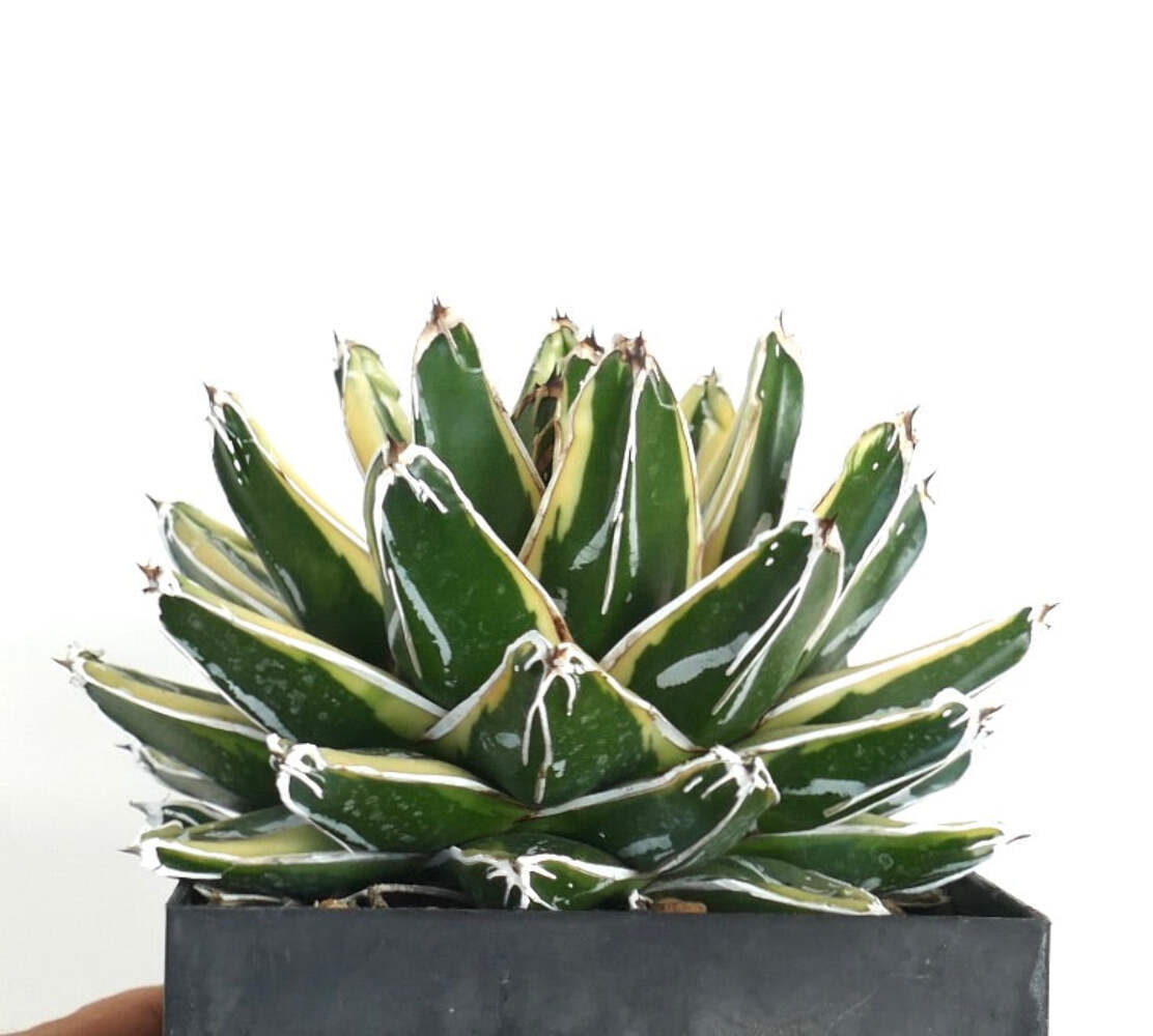 Agave victoriae-reginae cv KIZAN –