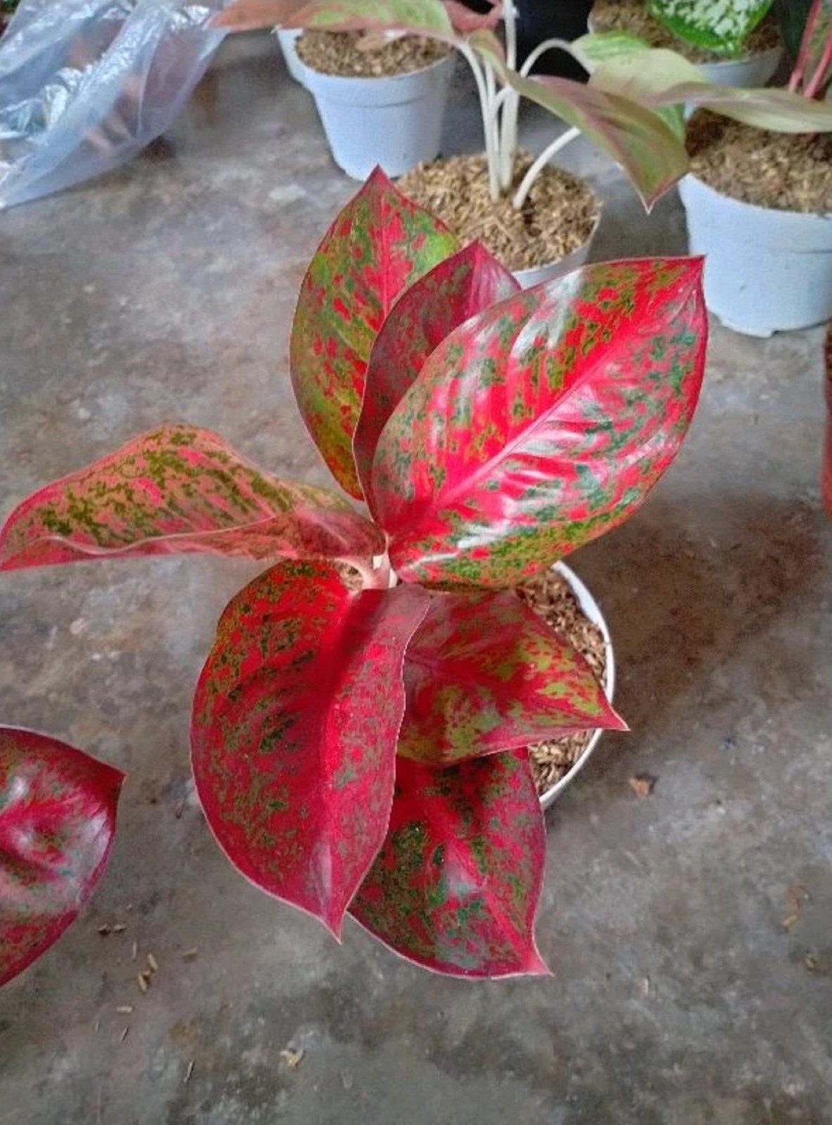 Aglaonema Red Stardust Rare Tropical Houseplant Red Speckled Foliage Plant