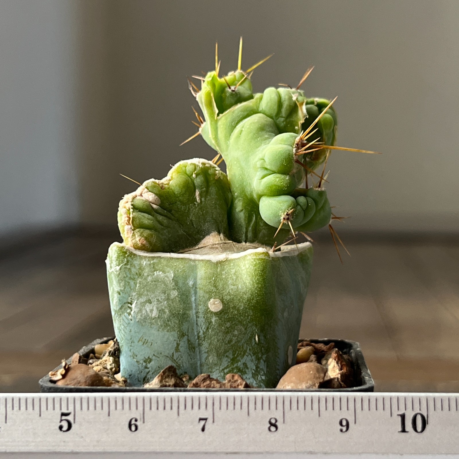 A30-503 Most famous cactus f. monstrosa, grafted