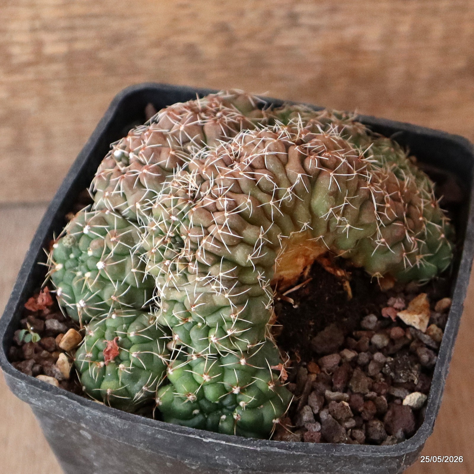 A8042 GYMNOCALYCIUM BALDIANUM MULTIHEADS pot10-H6,5-W11,5 cm MaMa Cactus