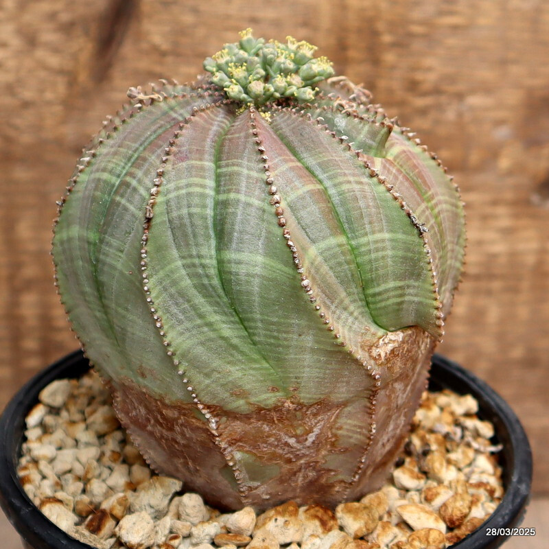 D2897 EUPHORBIA OBESA ARROW OLD pot12-H11-W11 cm MaMa Cactus