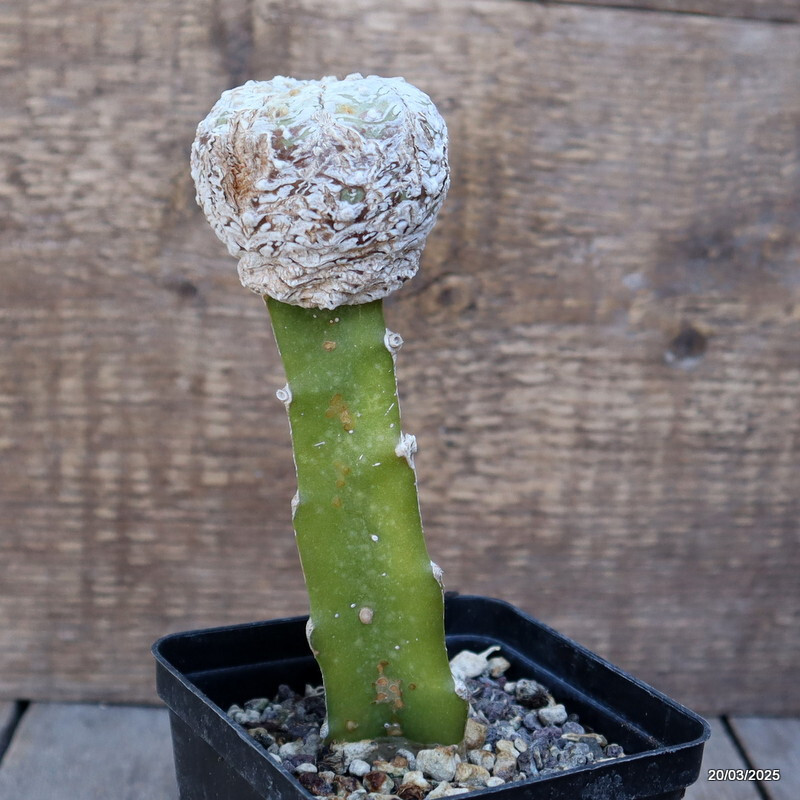 A4821 ASTROPHYTUM SUPERKABUTO “V” TYPE GRAFT pot9-H15-W6 cm MaMa Cactus