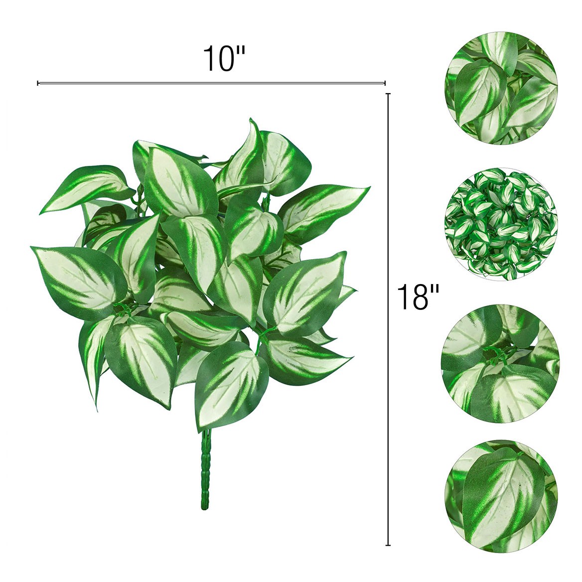 Set of 3 Hosta Bushes