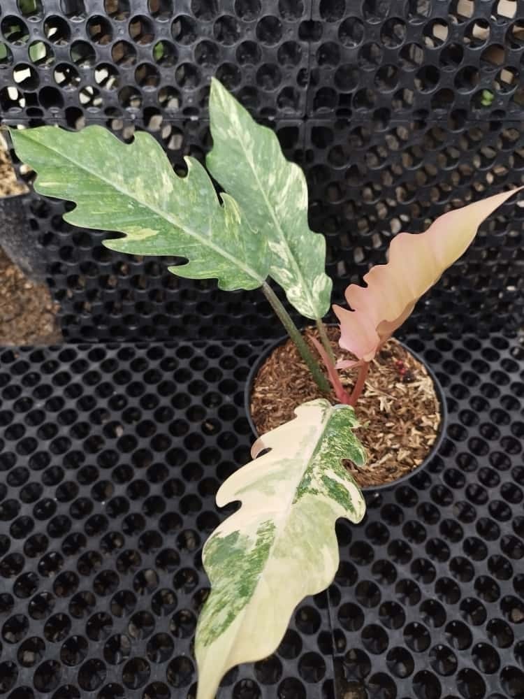 Real Pick Philodendron Caramel Marble Variegated