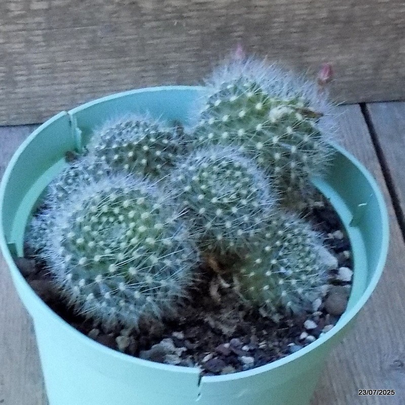 D5425 REBUTIA MINIMA pot14-H8-W13 cm MaMa Cactus
