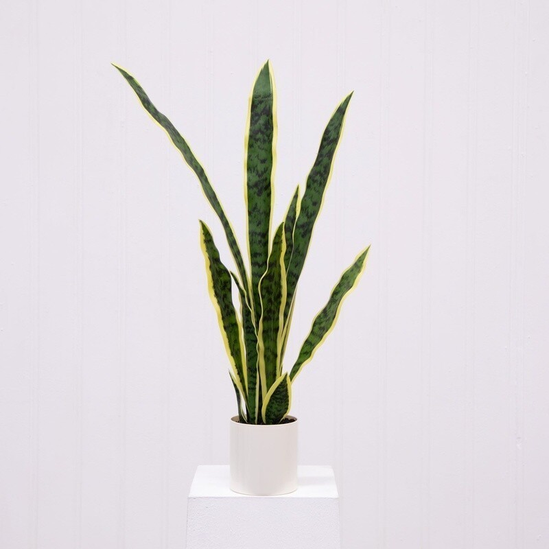 Artificial Snake Plant in Vanilla Planter Indoor Decor Office Home Gardening