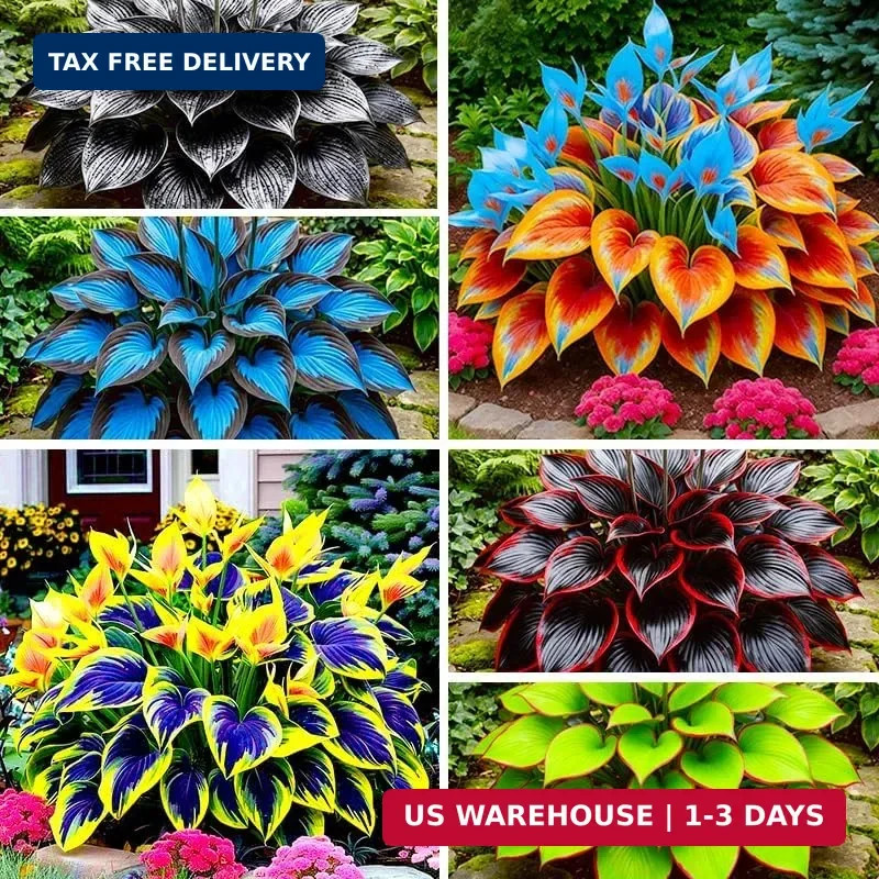 315+ Perennial Mix Color Hosta Seeds for Planting in Outdoor Garden – Shade Tole