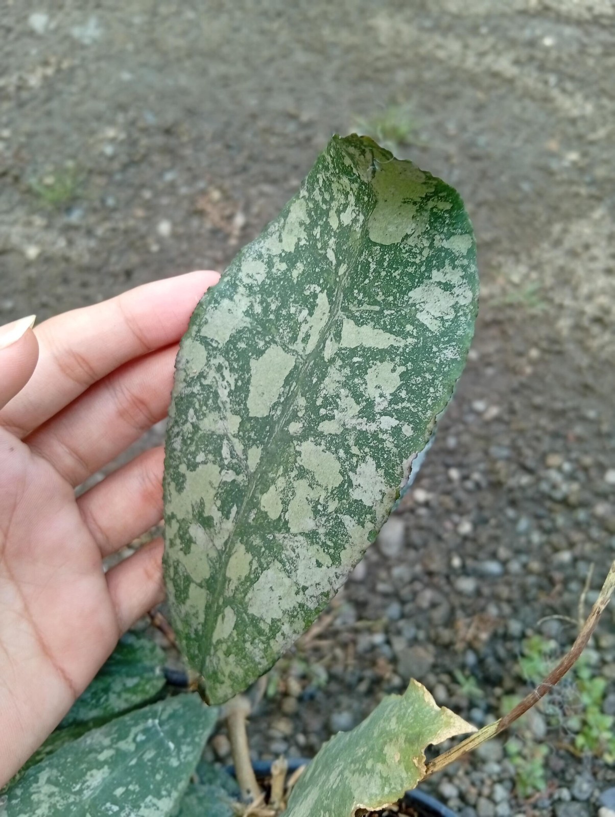 Real Picture Hoya Undulata High Splash Rare Plant