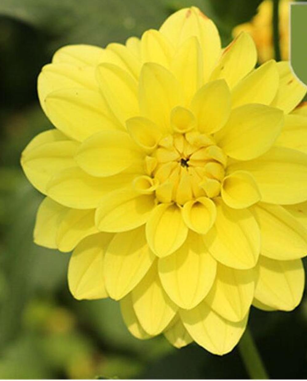 (10) DAHLIA SEEDS rare exotic flower blossom garden plant USA SELLER W/TRACK