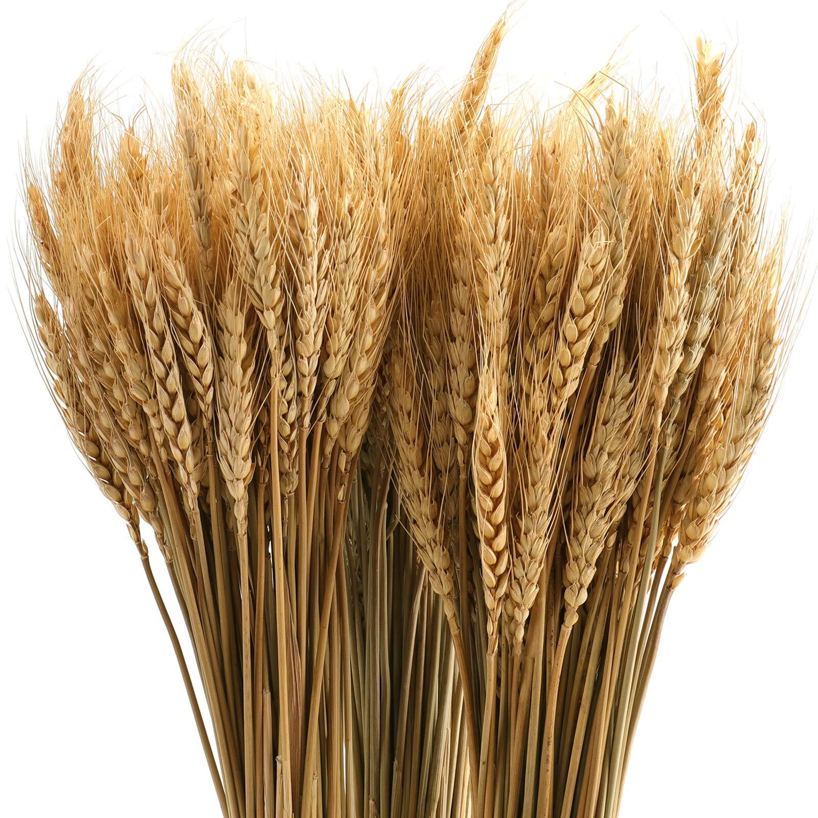 300 Stems 16 Inch Dried Wheat Sheaves Natural Wheat Stalks Bundle Fall Arrang…