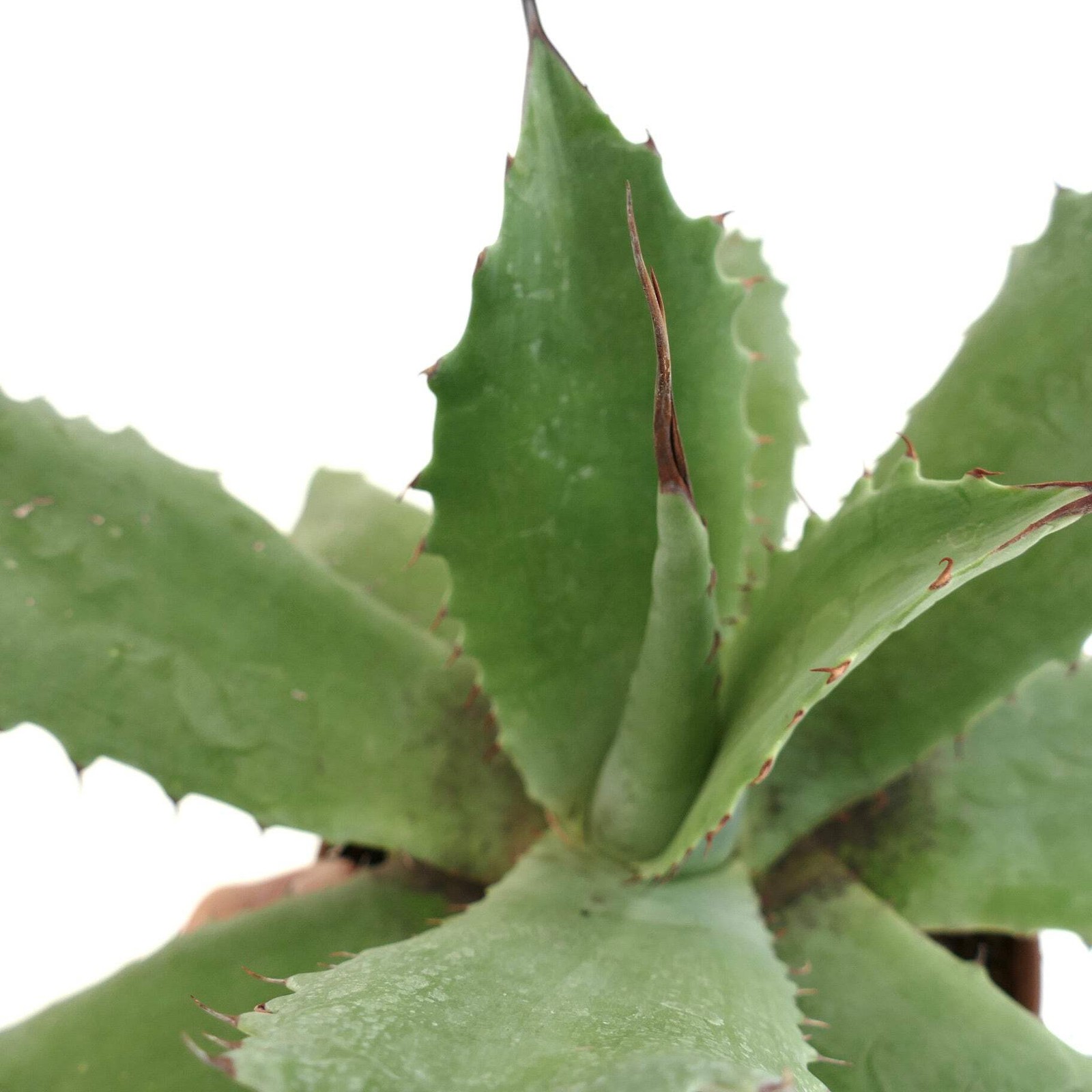 Agave marmorata x americana