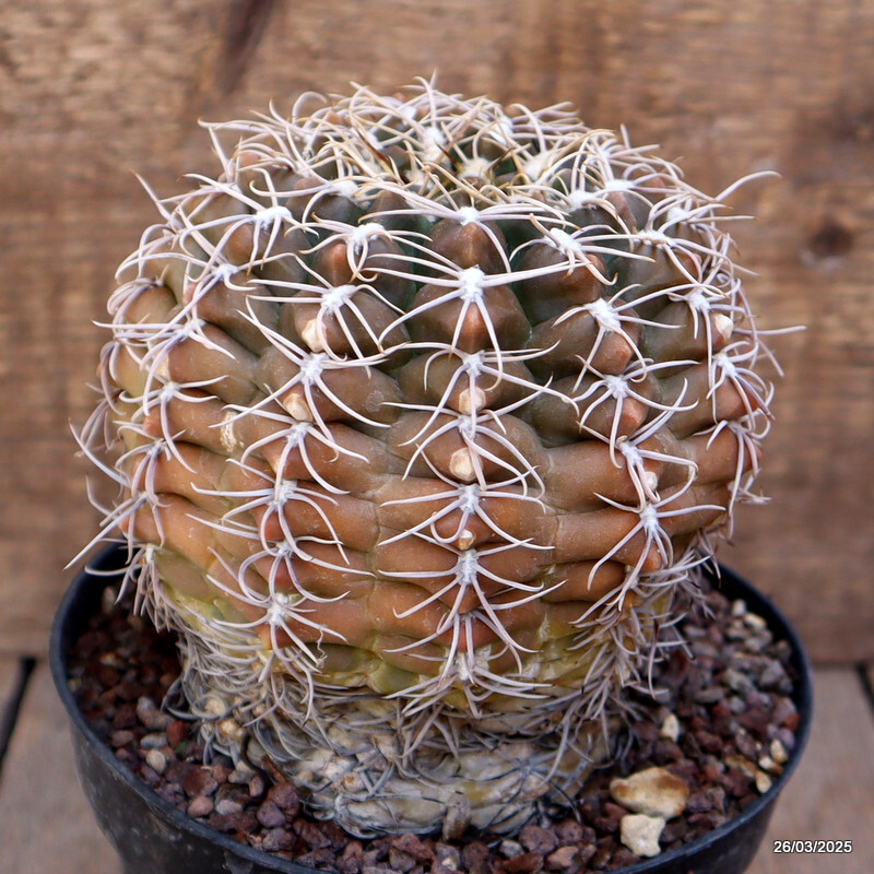 A7128 GYMNOCALYCIUM DENUDATUM pot14-H13-W12 cm MaMa Cactus