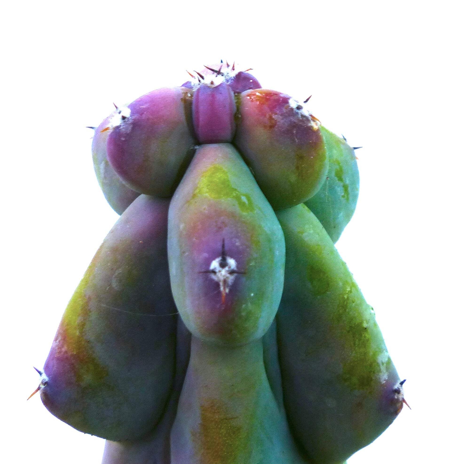 Myrtillocactus geometrizans cv FUKUROKURYUZINBOKU 5-15cm –