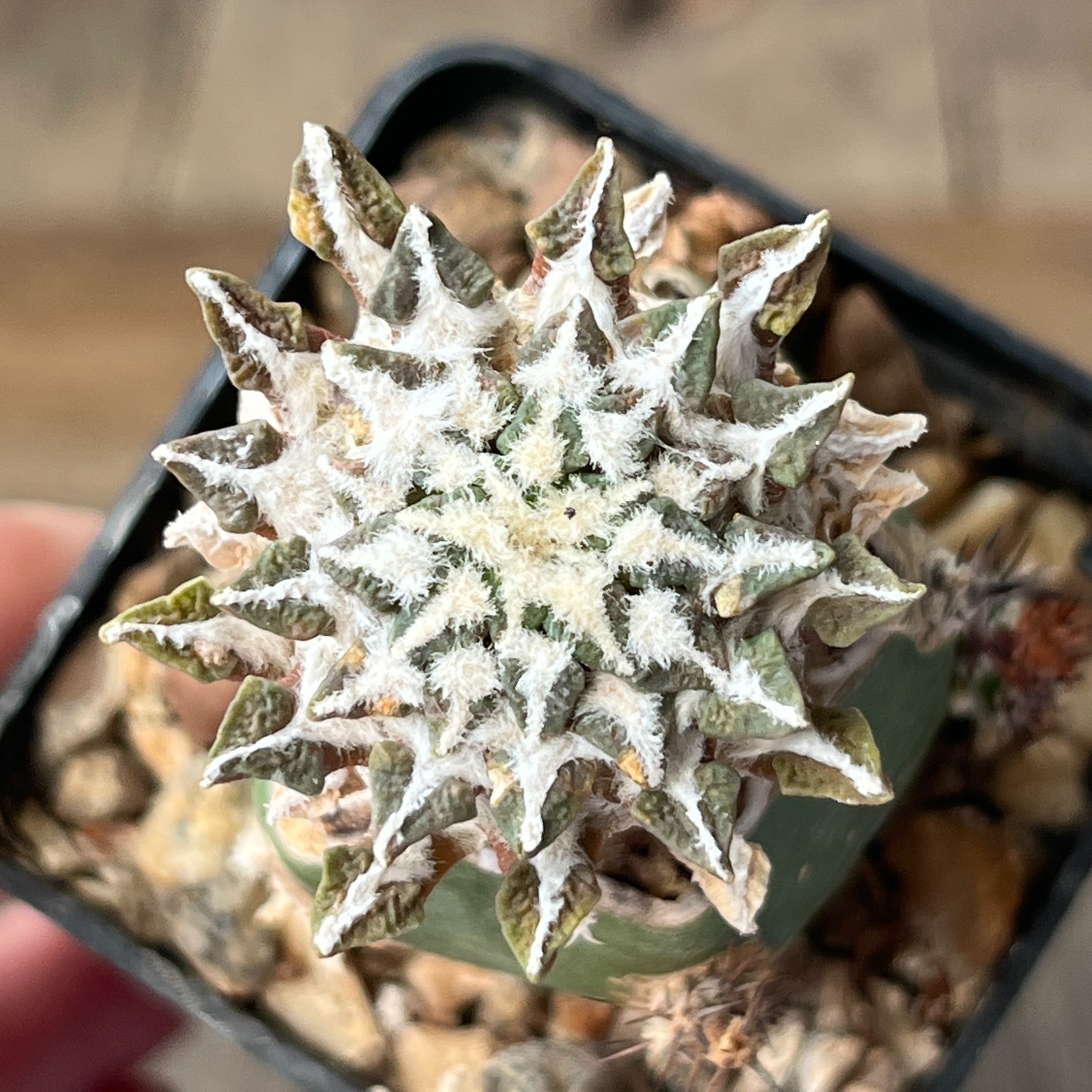 A33-4293 Cactus kotschoubeyanus, VM306, Estancion Marte, Coah, grafted