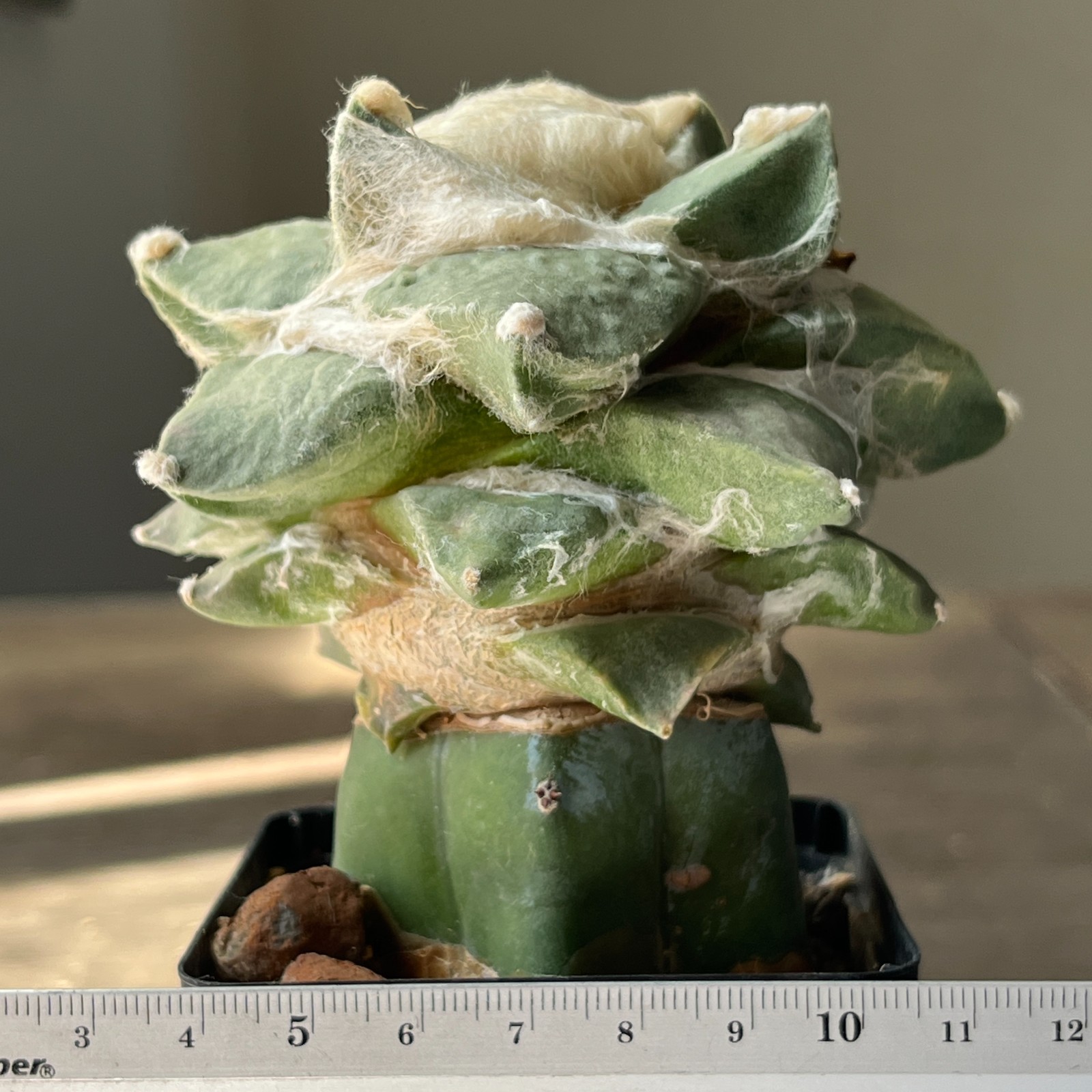 A53-1609 Cactus multihybrid, grafted